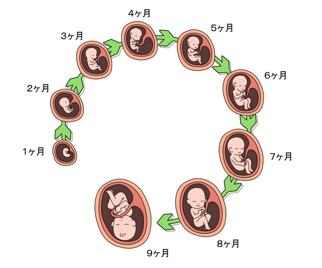 妊娠5週・6週・7週の「壁」って何？妊娠9週・12週・16週・22週・34週の壁も完全解説｜流産・早産リスクと安心の目安（2026年最新）
