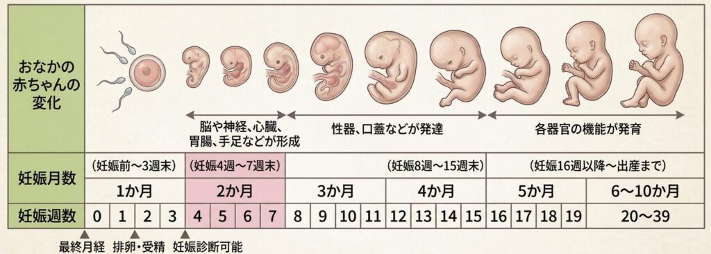 妊娠5週・6週・7週の「壁」って何？妊娠9週・12週・16週・22週・34週の壁も完全解説｜流産・早産リスクと安心の目安（2026年最新）