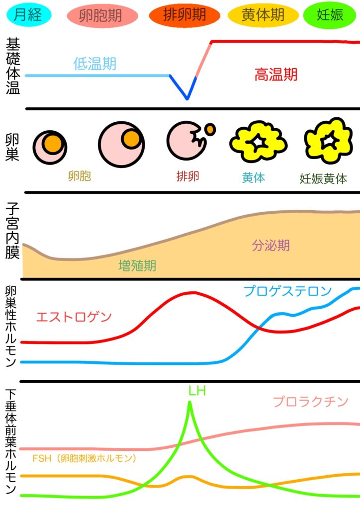 【産婦人科医が解説】妊娠中の夢がリアルで怖い…それ普通です!ホルモンと脳の変化&今すぐできる安心法