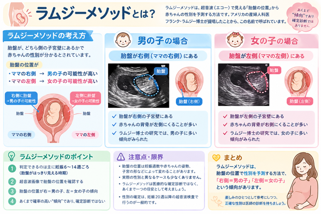 【現役産婦人科医解説】エコーで赤ちゃんの性別が分かる仕組みと見分け方｜医師が「本当に見ている場所」と週数別の判明確率