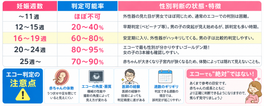 【現役産婦人科医解説】エコーで赤ちゃんの性別が分かる仕組みと見分け方｜医師が「本当に見ている場所」と週数別の判明確率