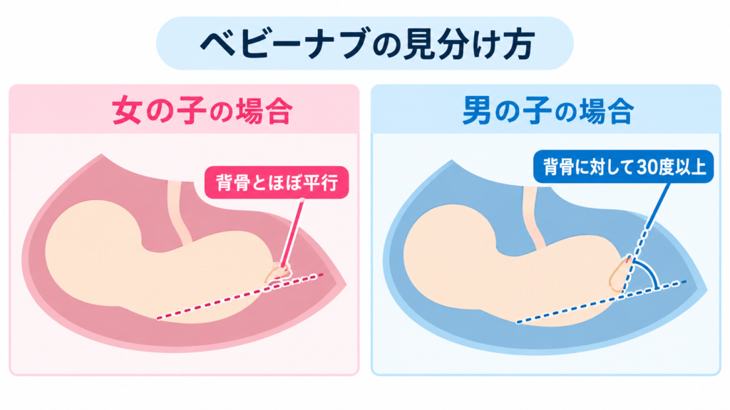 【現役産婦人科医解説】エコーで赤ちゃんの性別が分かる仕組みと見分け方｜医師が「本当に見ている場所」と週数別の判明確率