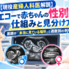 【現役産婦人科医解説】エコーで赤ちゃんの性別が分かる仕組みと見分け方｜医師が「本当に見ている場所」と週数別の判明確率